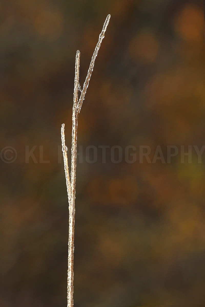 Icy Stalk