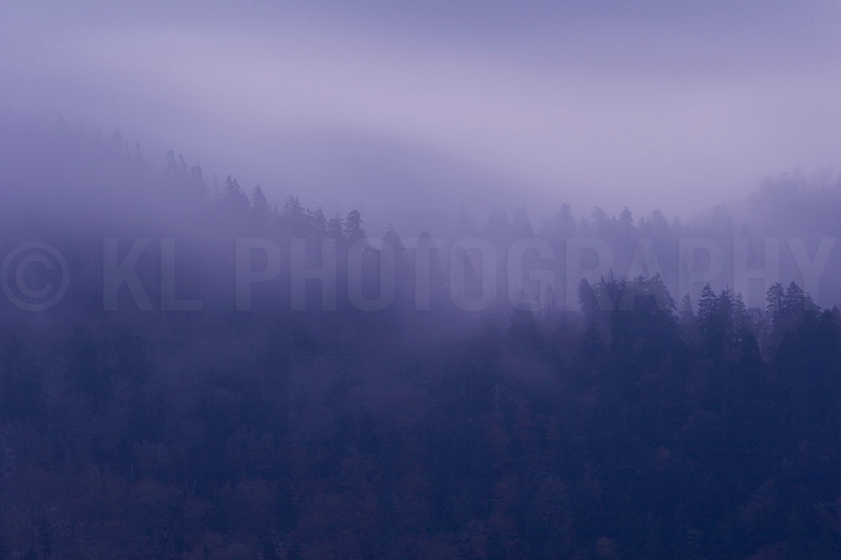 Purple Mist