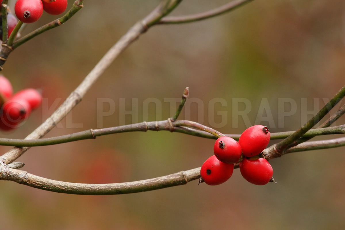 Red Berries