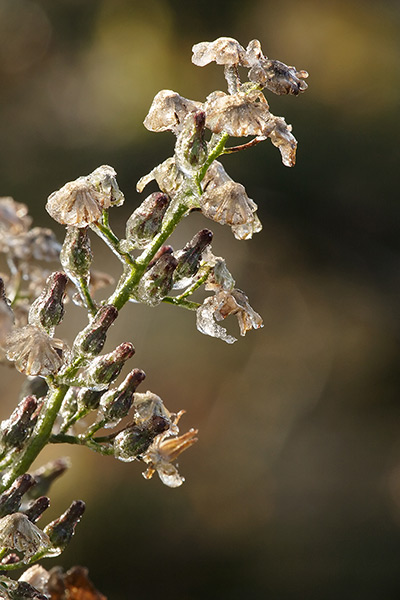 Icy Plant