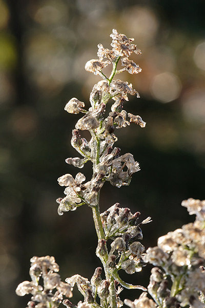 Frosted Plant