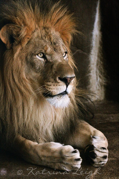 The Lion