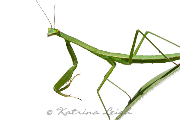 Praying Mantis 2