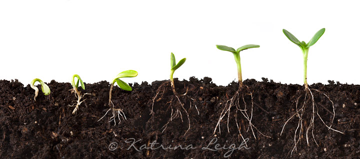 Growing Seedlings, Cutaway