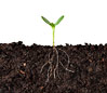 Seedling in Dirt, Cutaway
