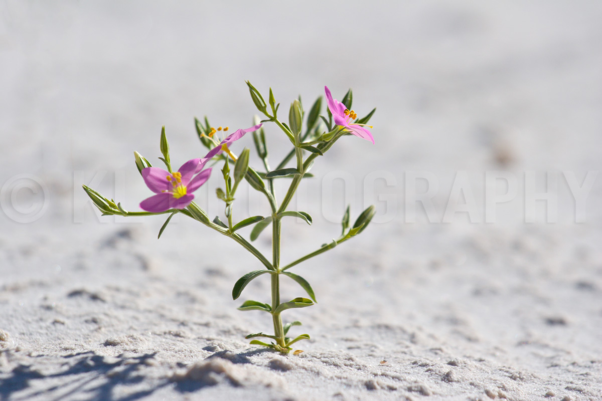 Pink Flower on White Sands