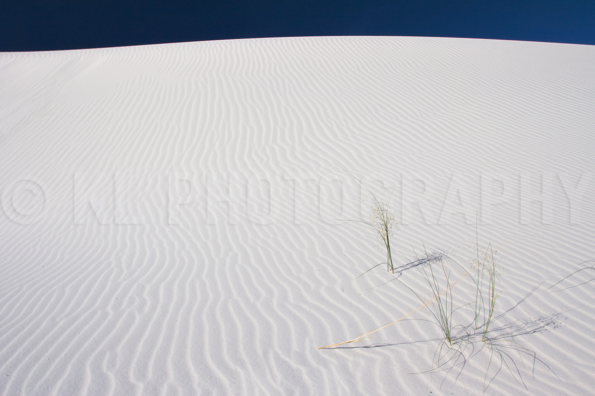 White Sands Grass