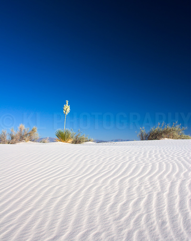 Plants on the White Sands