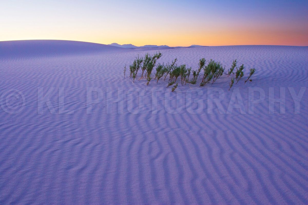 Small Plants at Sunset