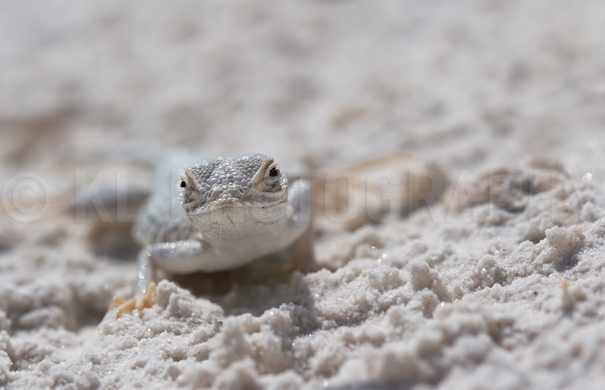 Lizard in the Sand