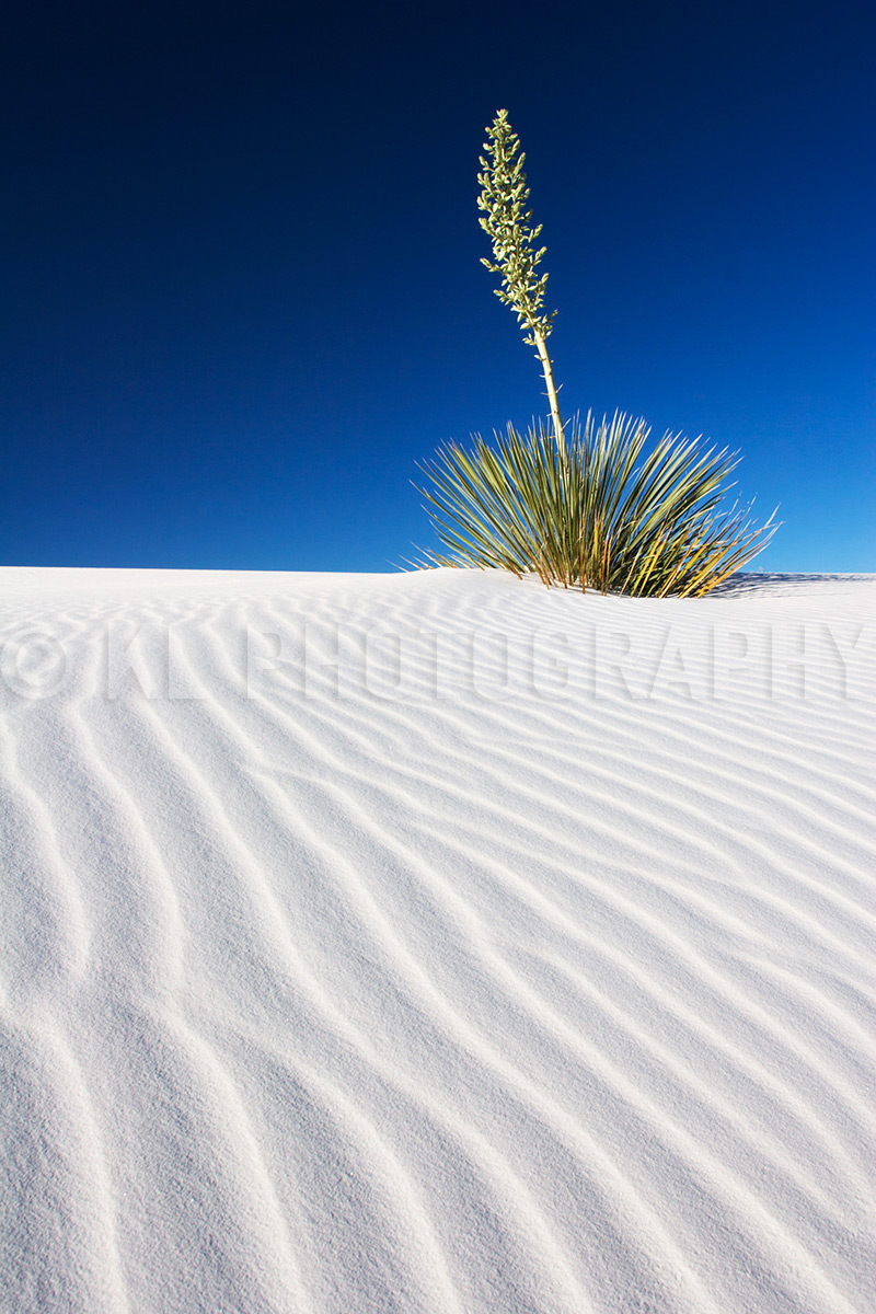 White Sands Yucca