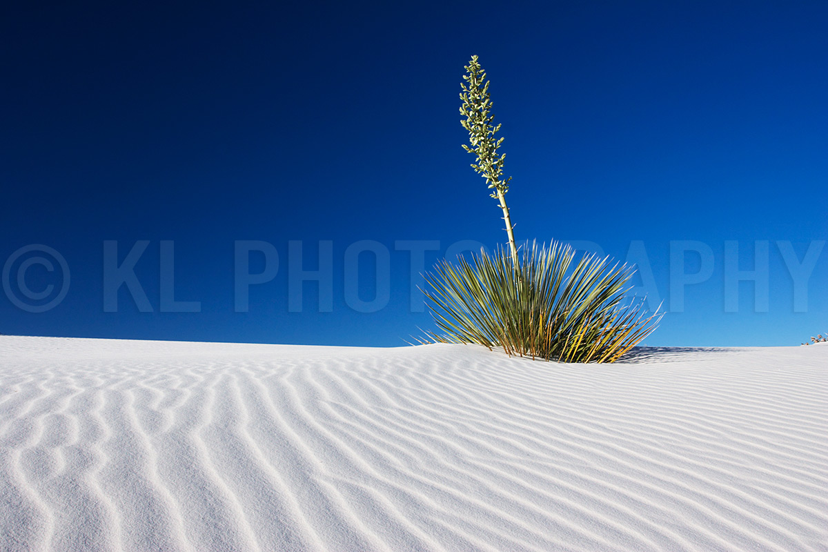 Yucca and Blue Sky