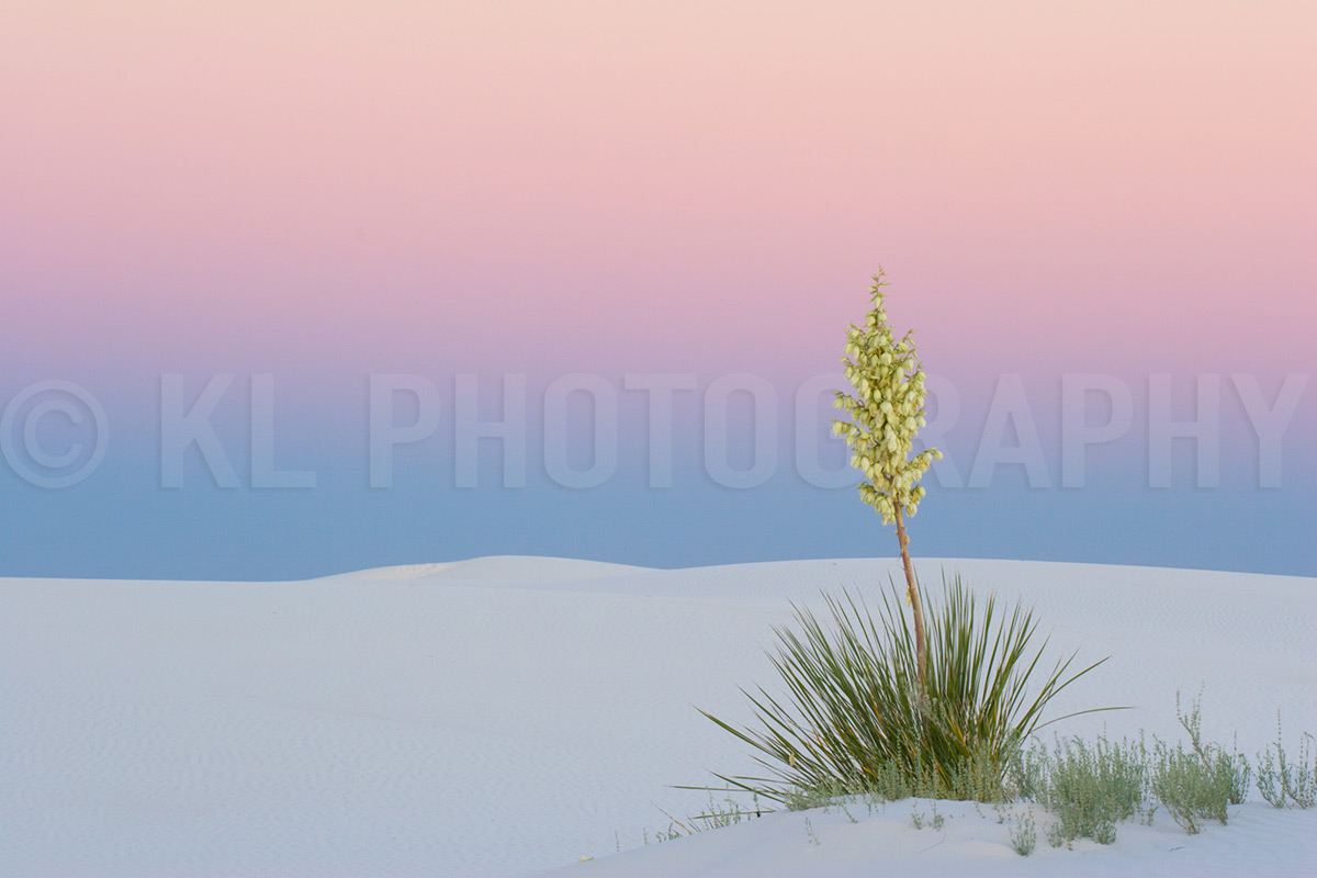 Sunset Yucca