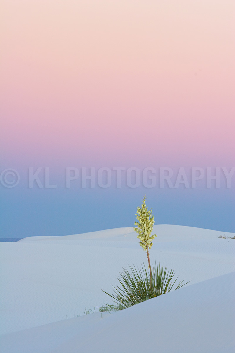 Pastel Sunset Yucca