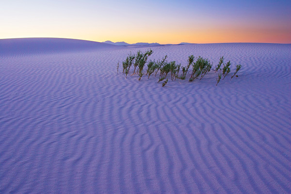 Small Plants at Sunset