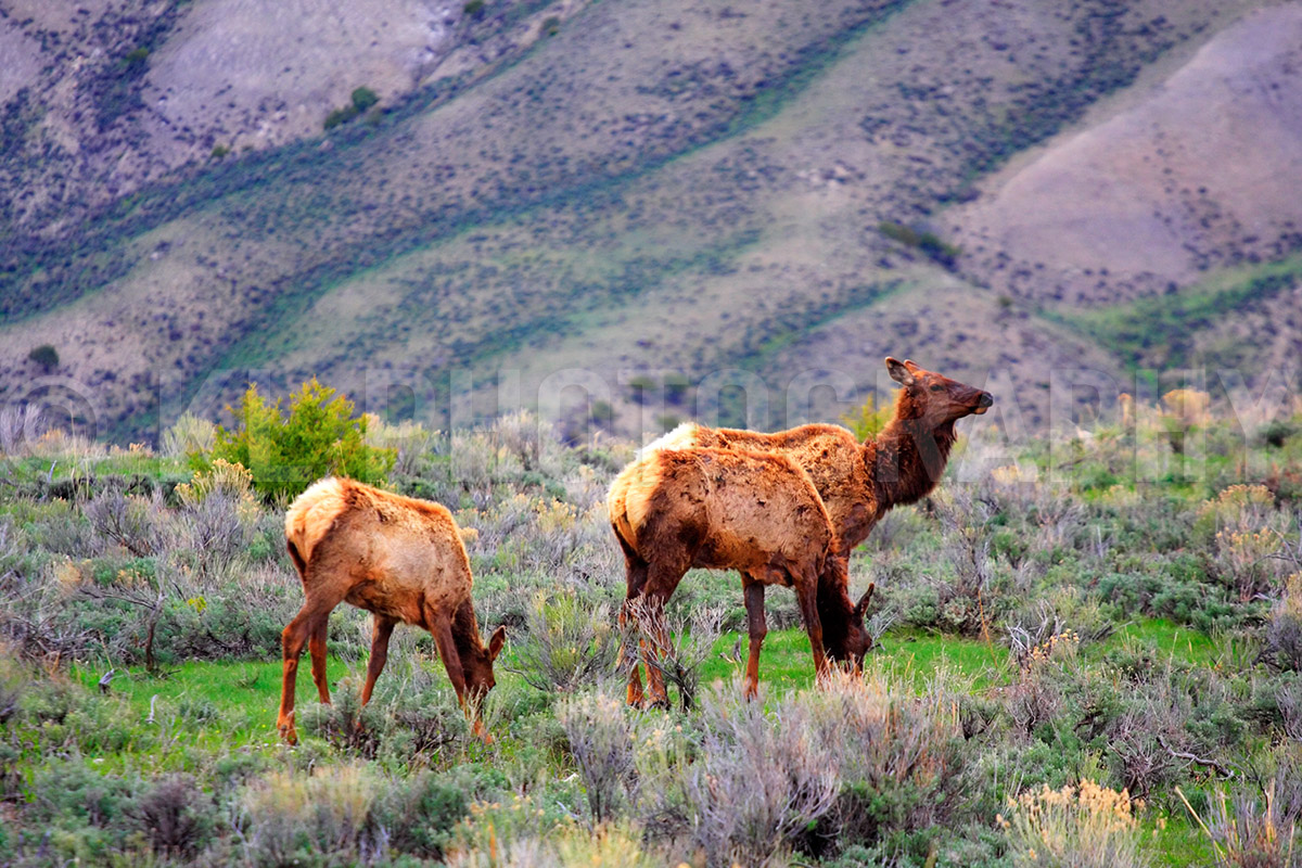 Three Elk