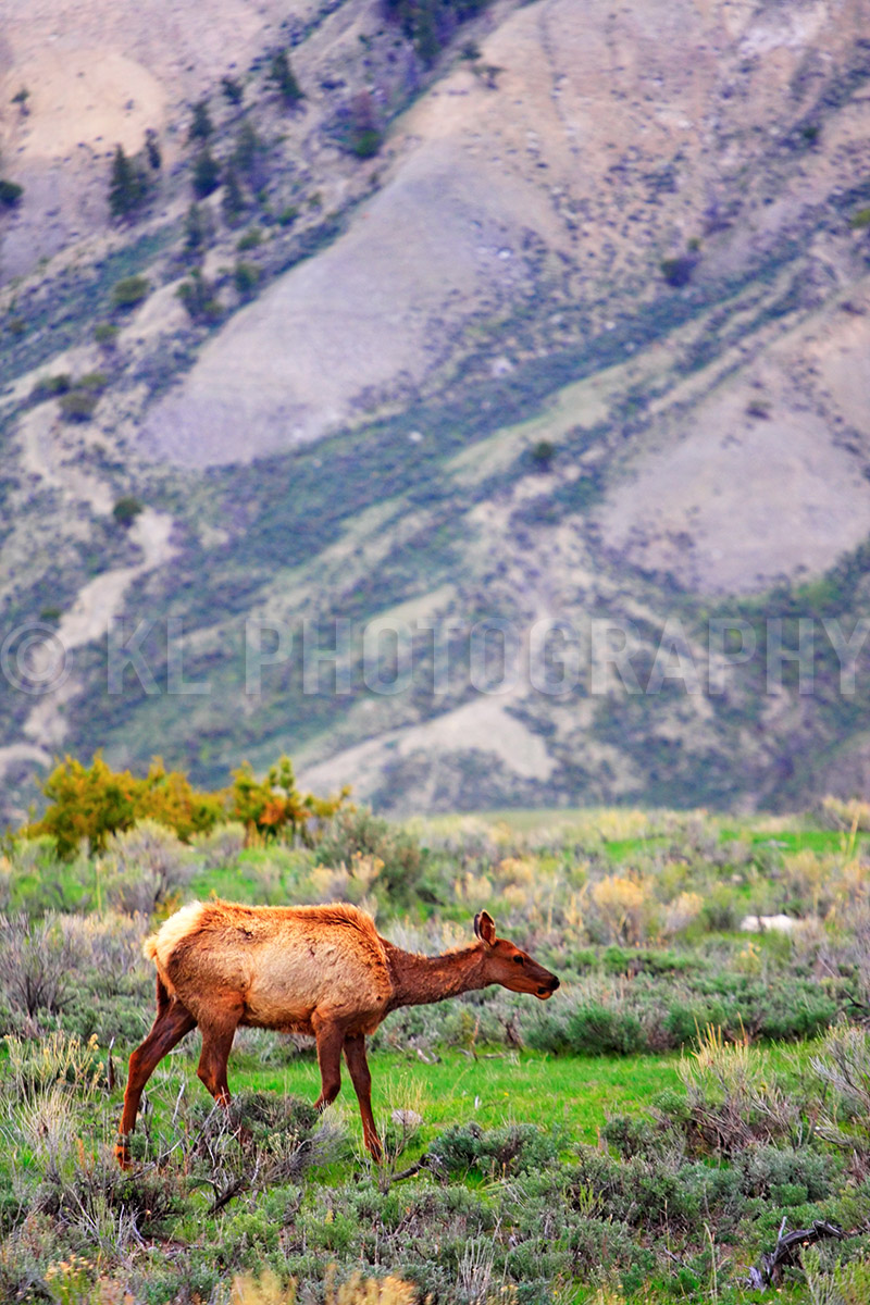 Grazing Elk