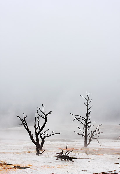Canary Terrace Mist