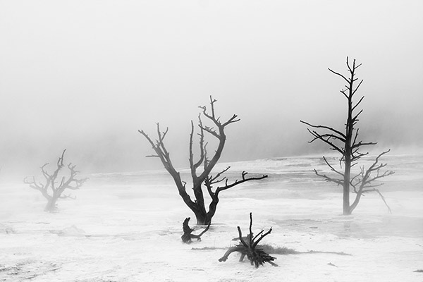 Canary Terraces, Black and White
